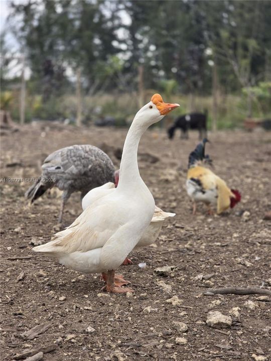 En Venta: $945,000 (0 camas, 0 baños, 0 Pies cuadrados)