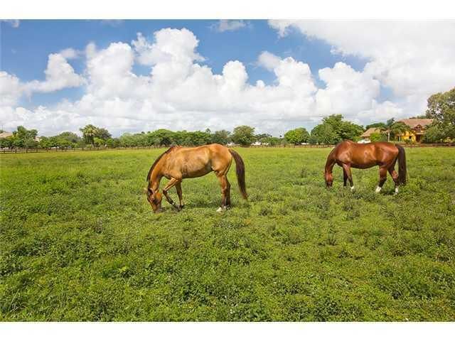 Horse Heaven