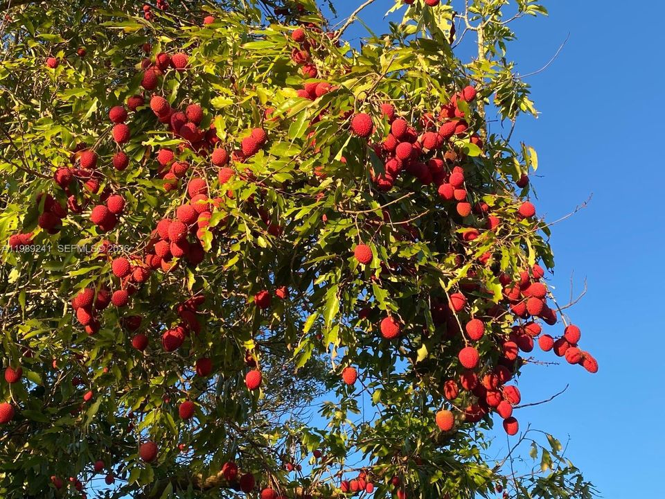 Lychee