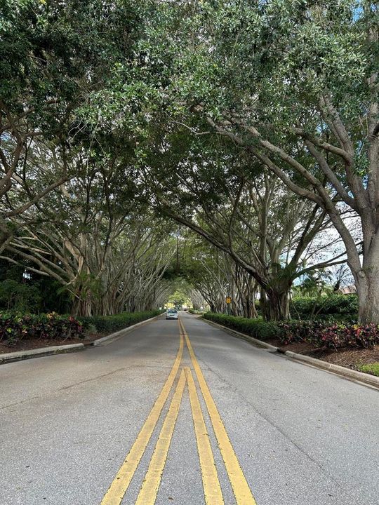 trees at entrance