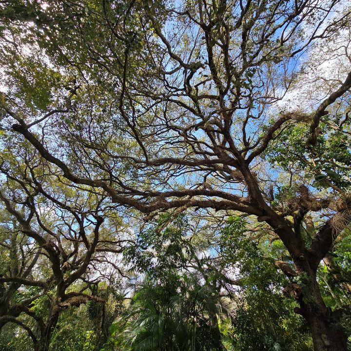 Live Oak Trees