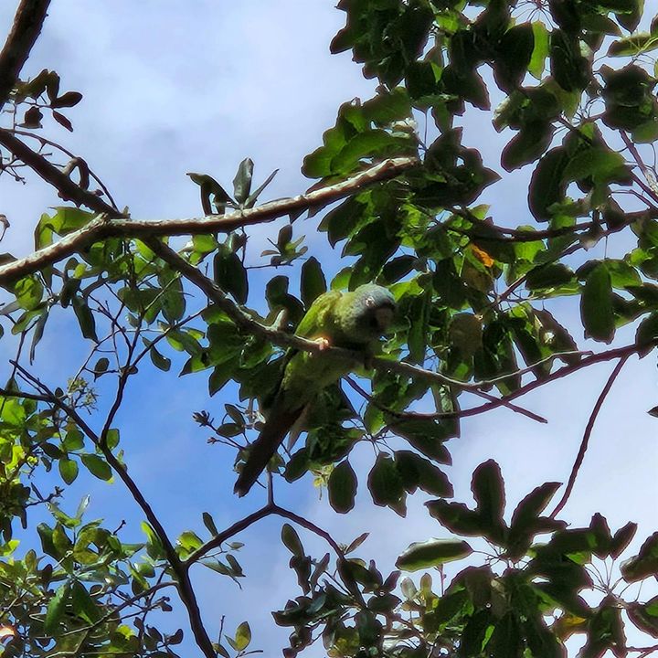 Wild Birds