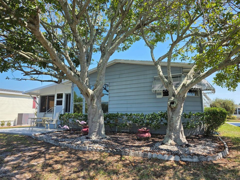 Shade trees over thge patio,