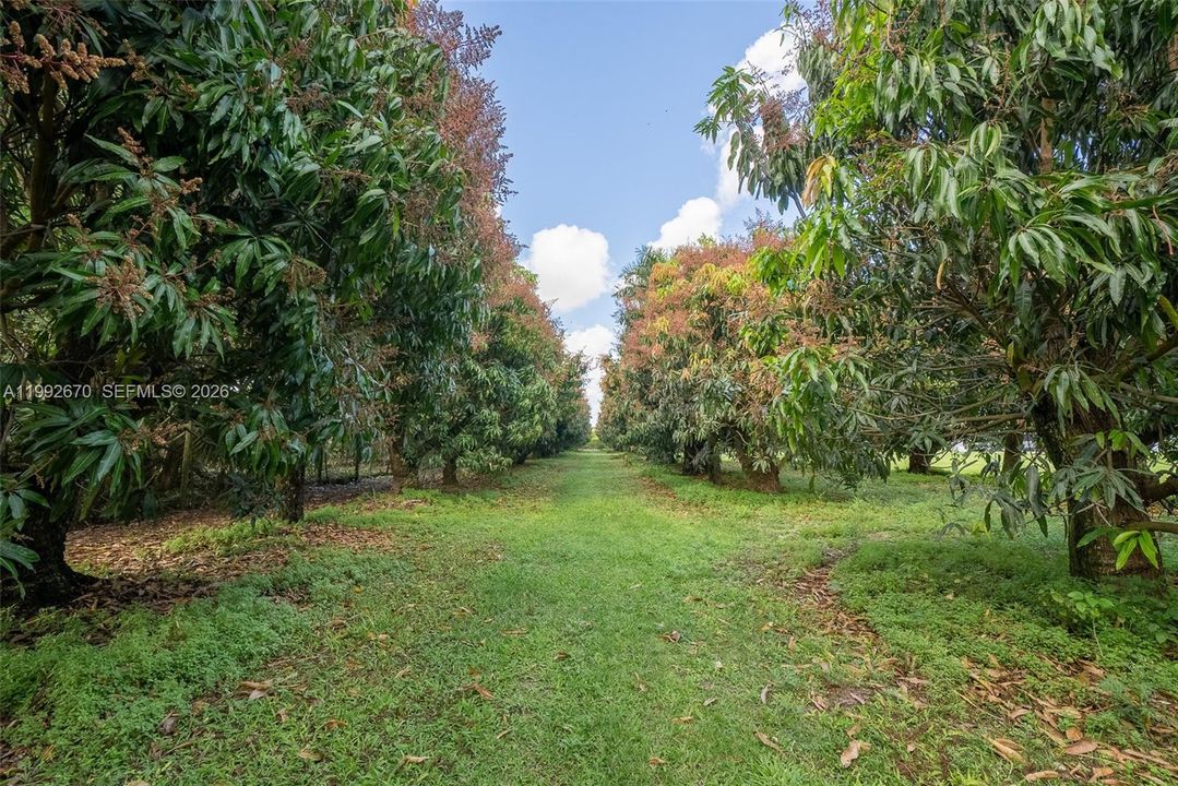 Mango Grove