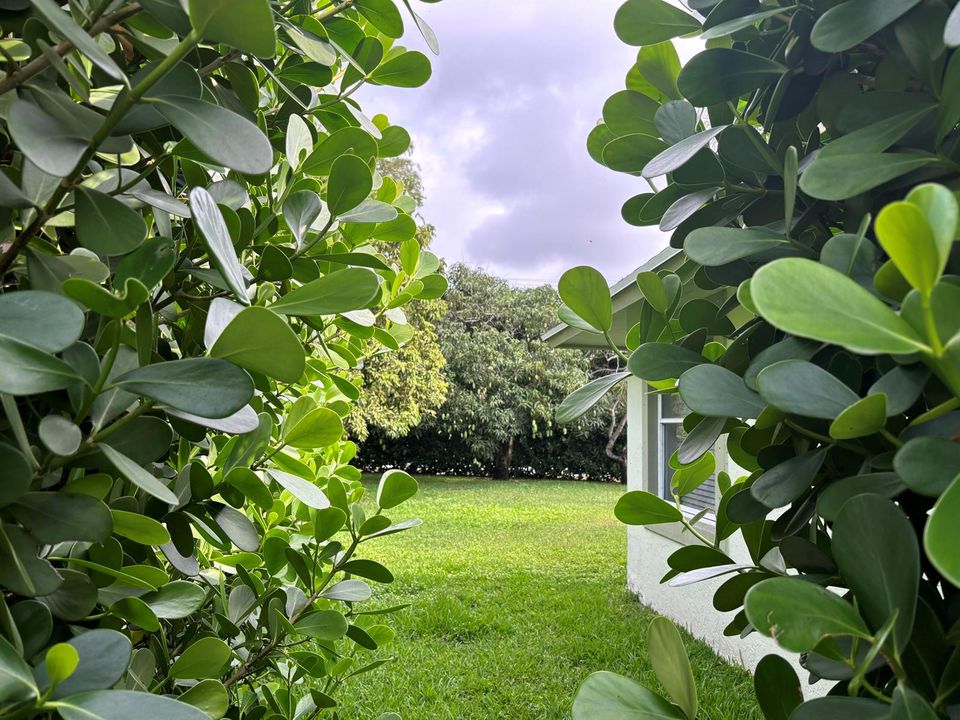 Raintree-mangoes