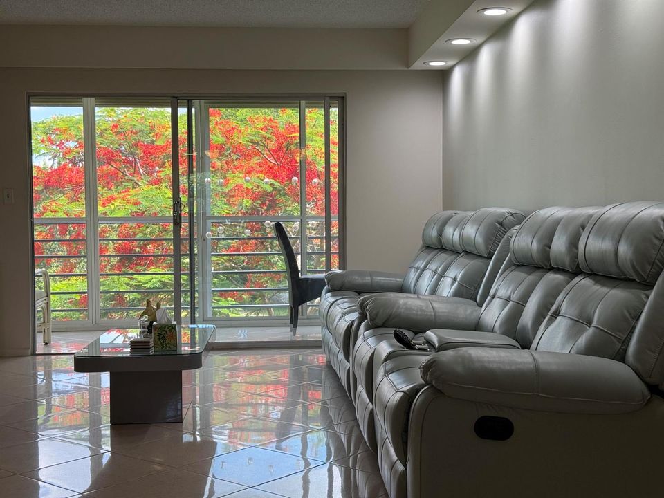4701 k3 Royal Poinciana tree