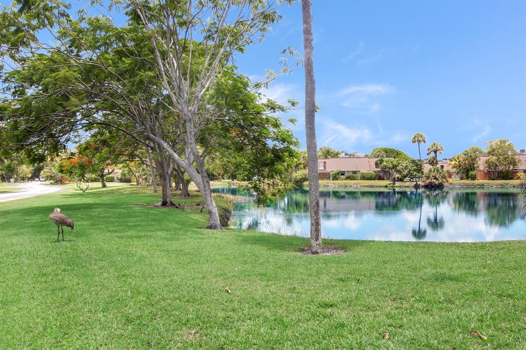 Pond View