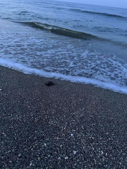 Sea turtle