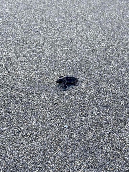 Sea Turtle on Hobe Sound Beach