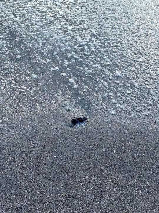 Sea turtle