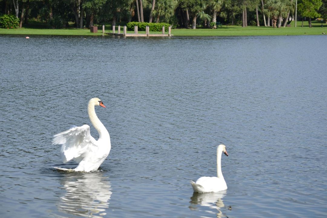 3 BEST Swans