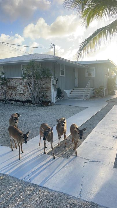 KEY DEERS