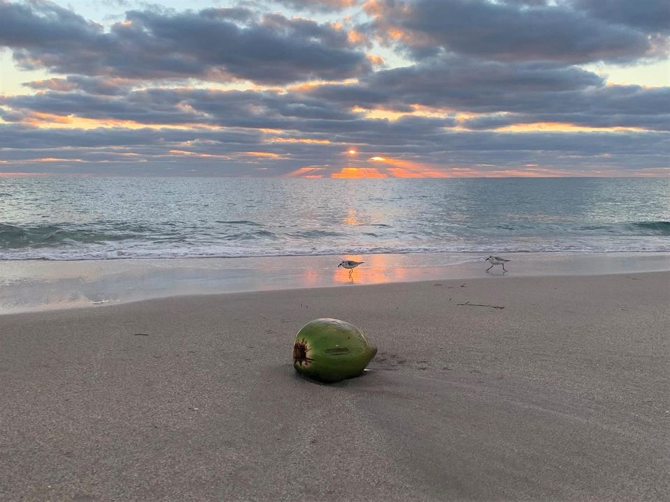 20-coconut_and_birds_