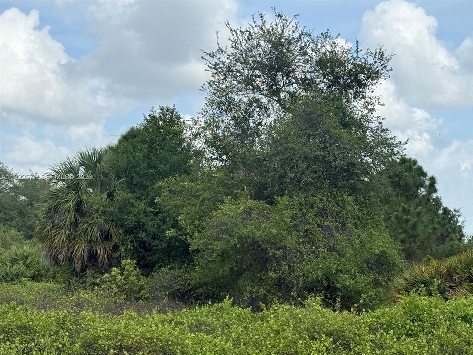 En Venta: $49,900 (1.25 acres)