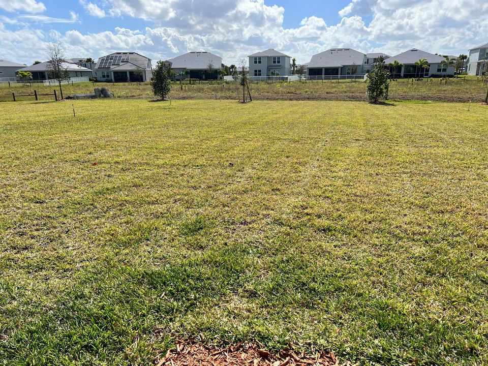 back yard