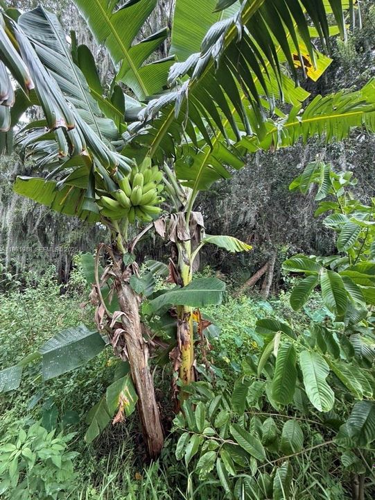 Bananas & Plantains