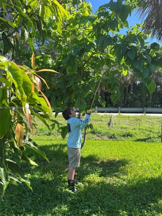 mangos fruiting