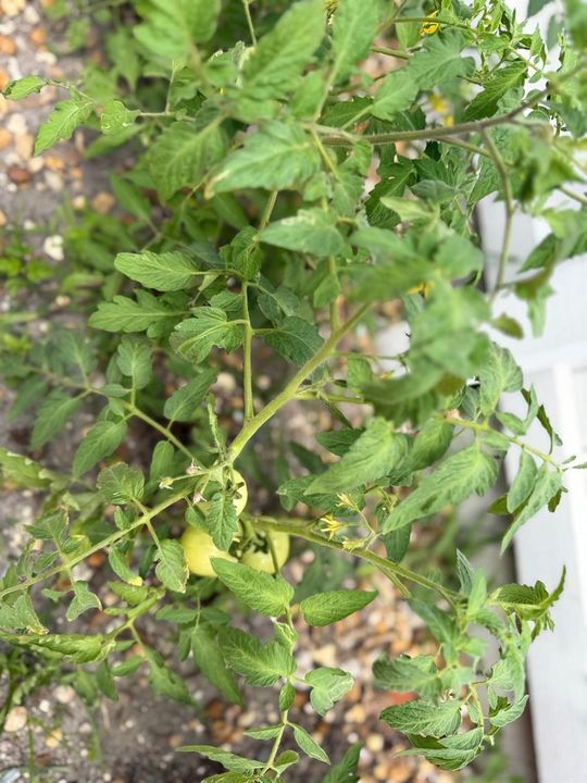 TOMATOS PLANTS