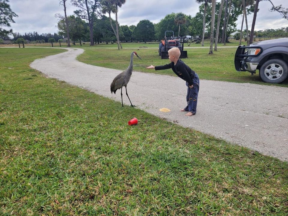 Sandhill Crane