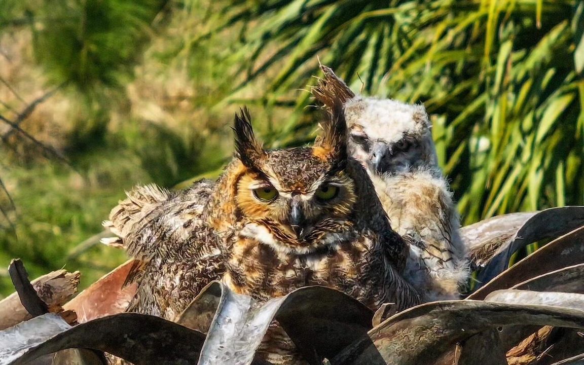 Owls