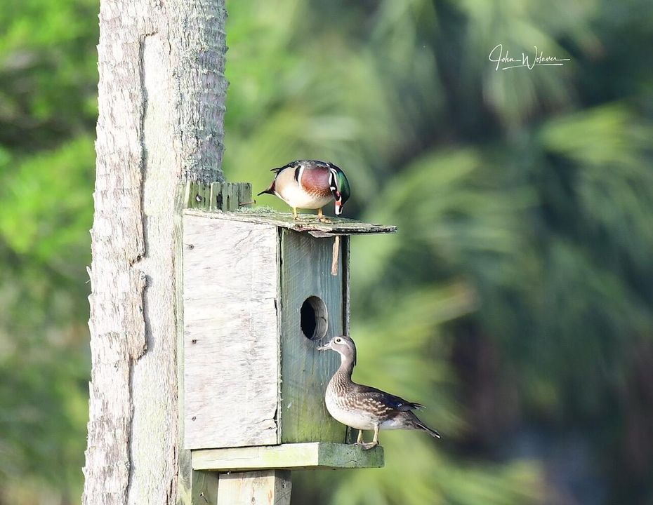 Wood Ducks
