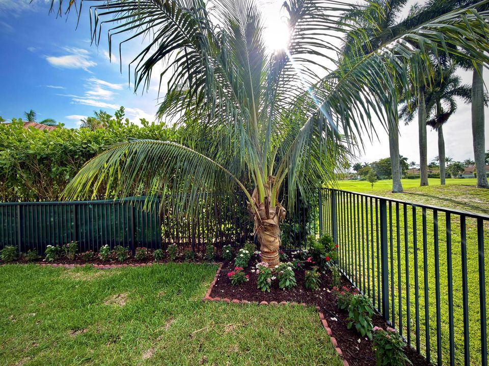 Backyard Palm Tree New (2)