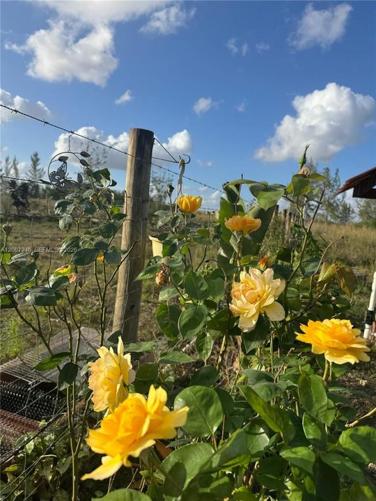 待售: $925,000 (5.00 acres)