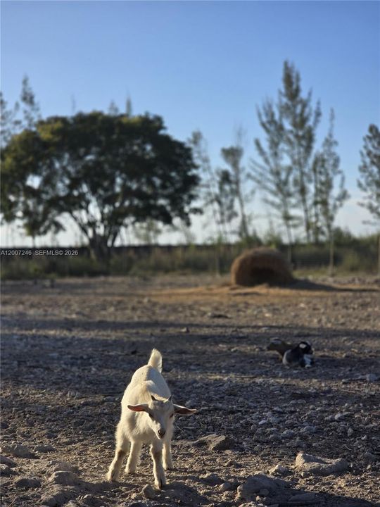 待售: $925,000 (5.00 acres)