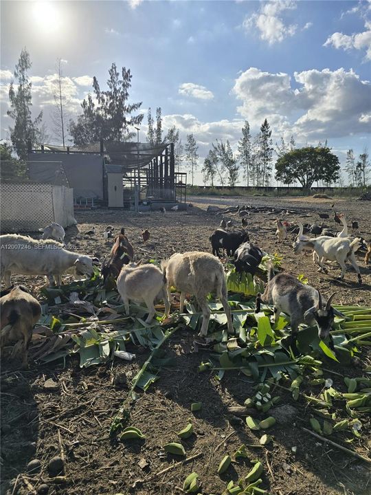 待售: $925,000 (5.00 acres)