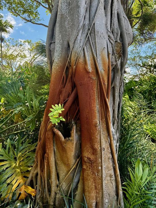 Lush Landscaping