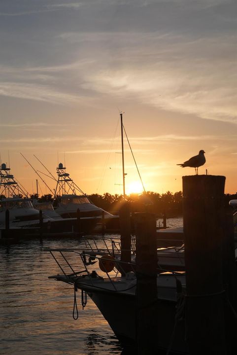 Havn_Sunset-with-Pelican