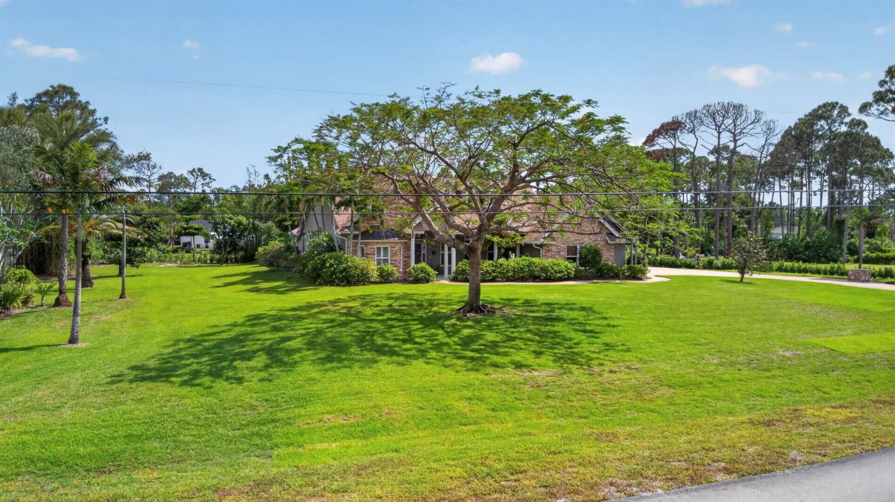 V1 50 Front Yard w Beautiful Poinciana T