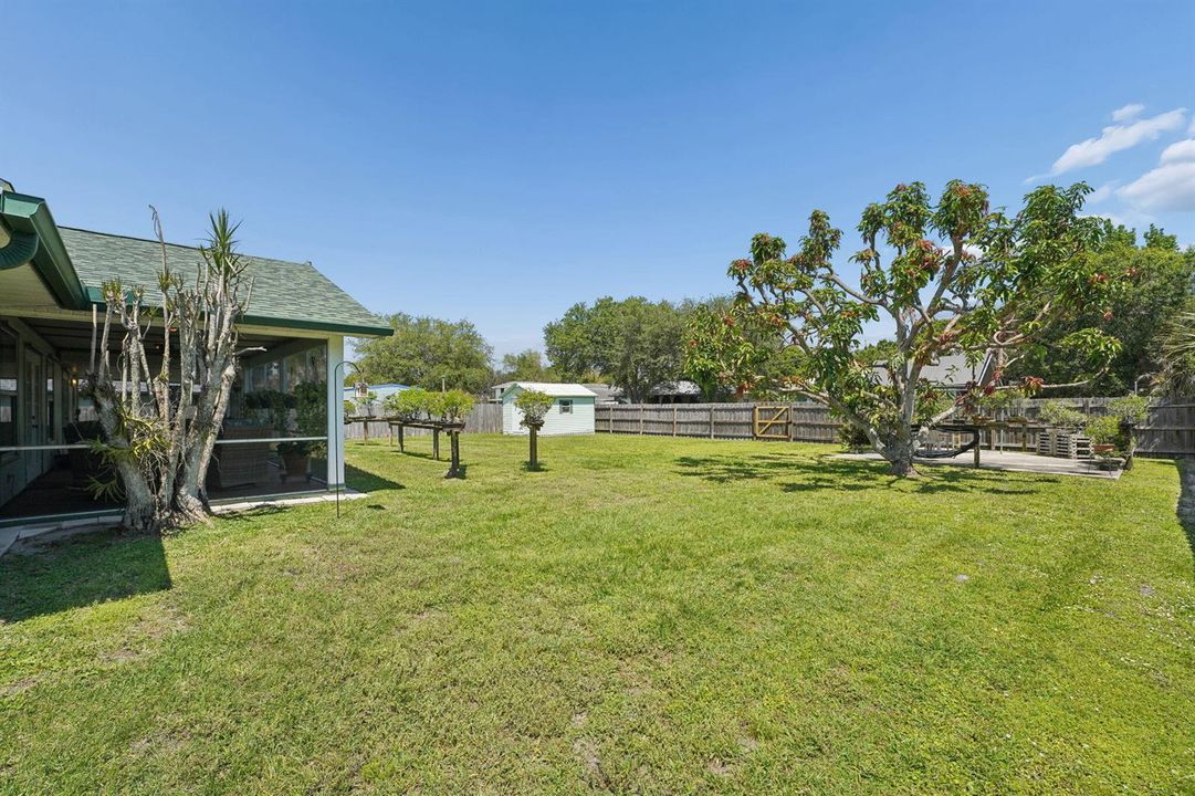 Backyard
