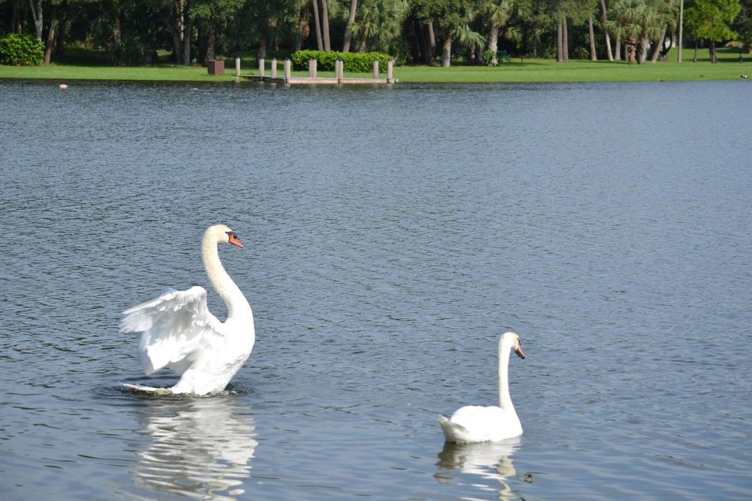 Windwood Swans
