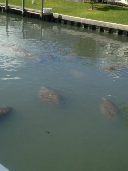 manatees come up to the dock!
