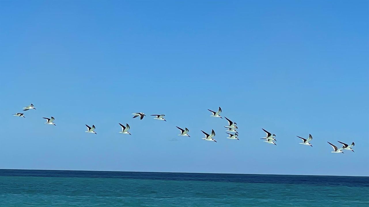 Birds over Beach Porpoise