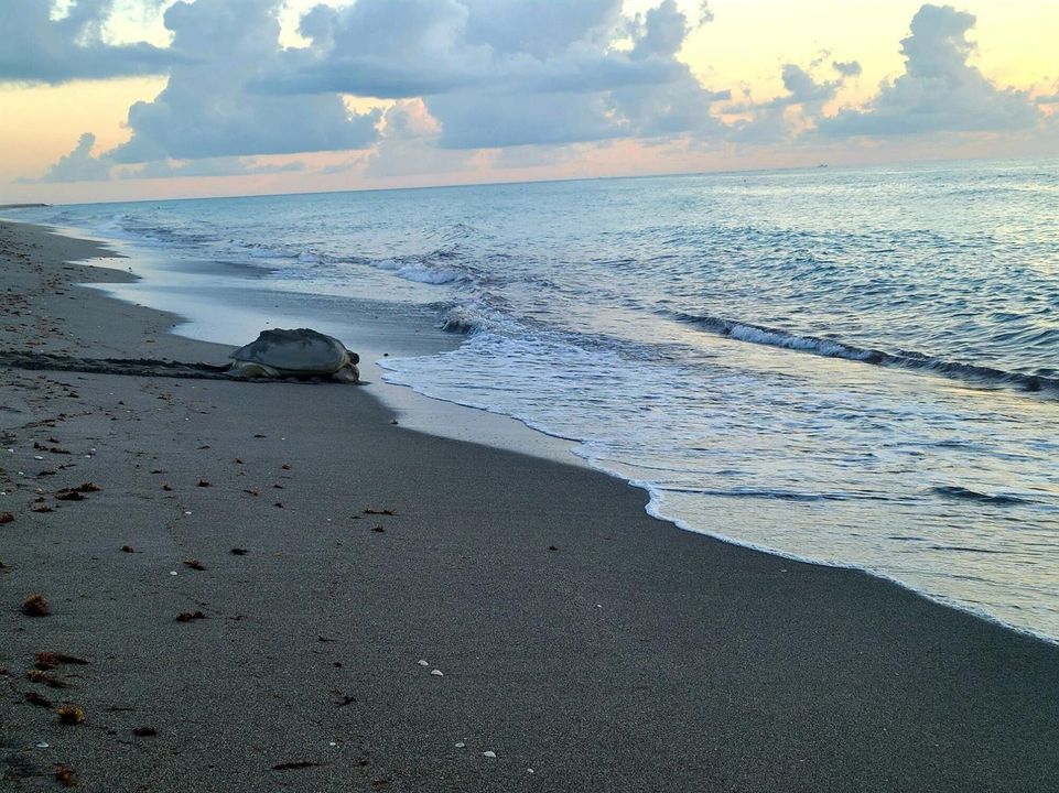 Sea turtle