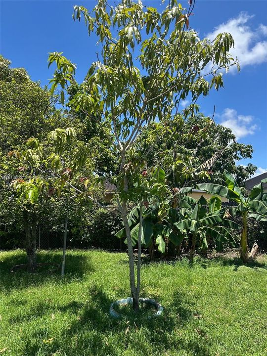mango tree