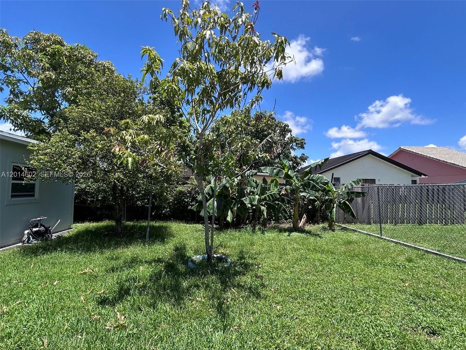 fruit trees in yard