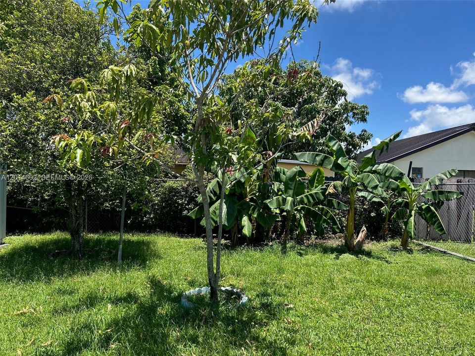 tropical fruit trees