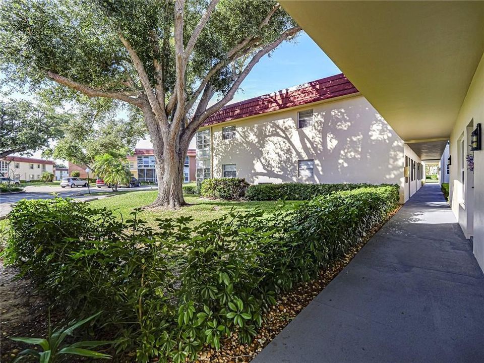 21 pine arbor 104 3