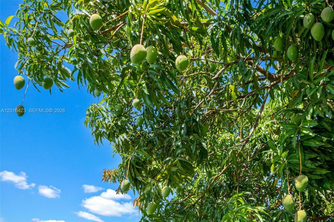 Mango tree