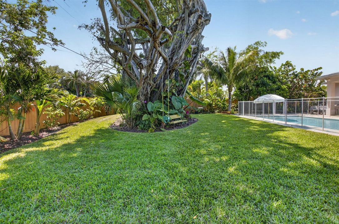 Magnificient Banyan Tree