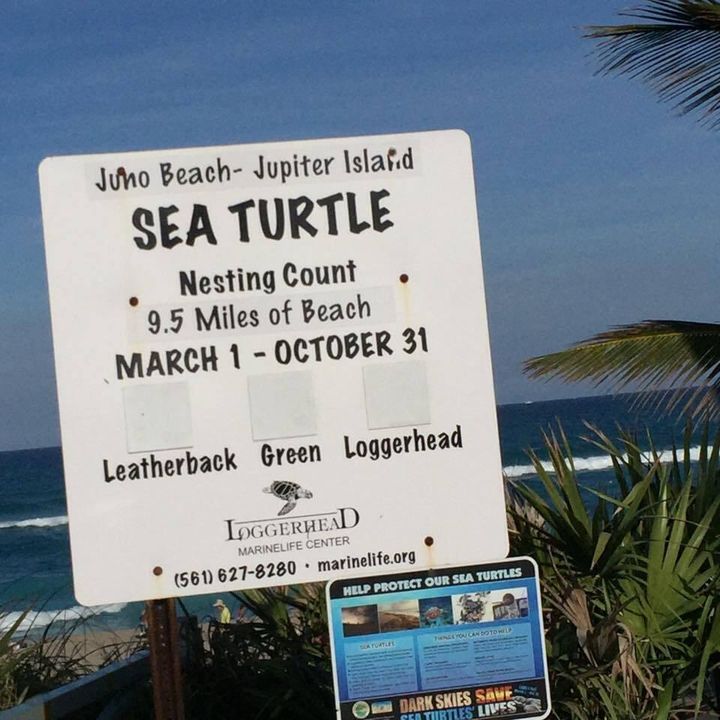 Sea Turtles