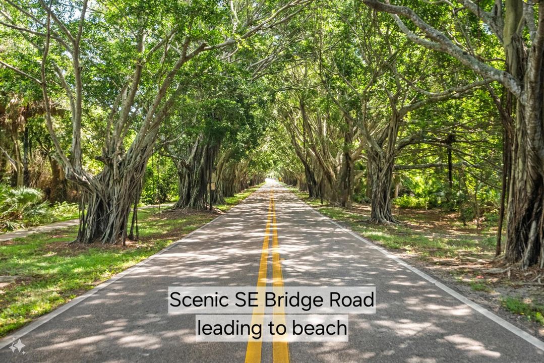 Bridge Rd Tunnel of Trees