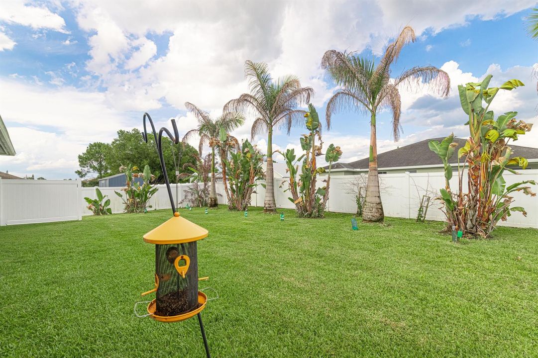 Backyard-D