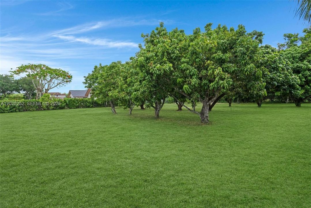 Fruit tree grove