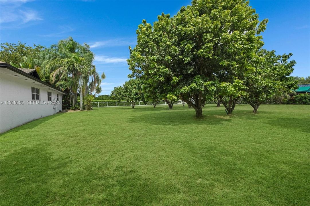Fruit tree grove