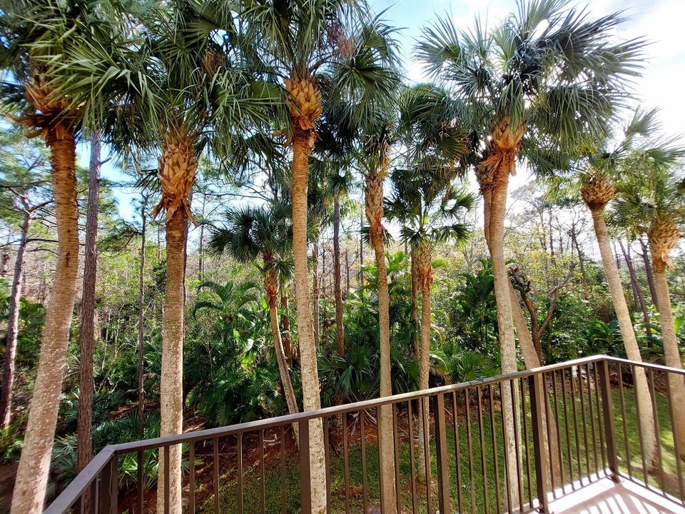Tranquility Balcony View Morning Sun (