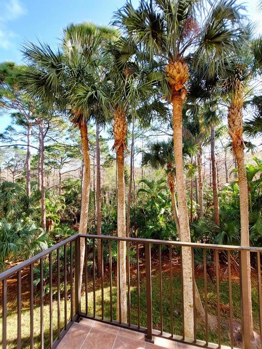 Tranquility Balcony View Morning Sun (